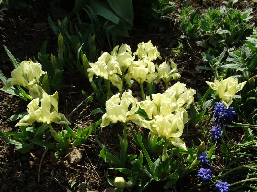  - Irisi 2015-2016-2017-2018