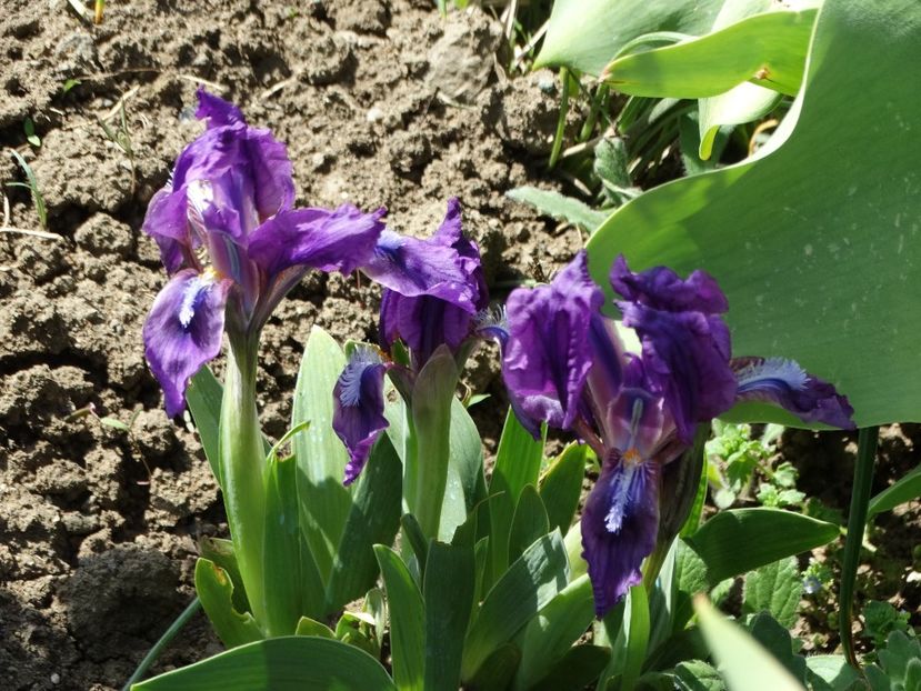  - Irisi 2015-2016-2017-2018