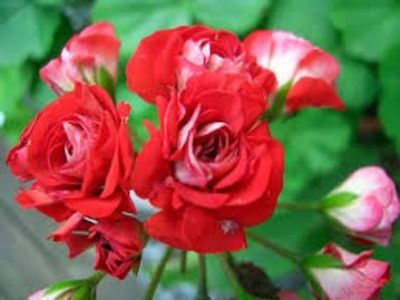 red rambler-20 - provizoriu