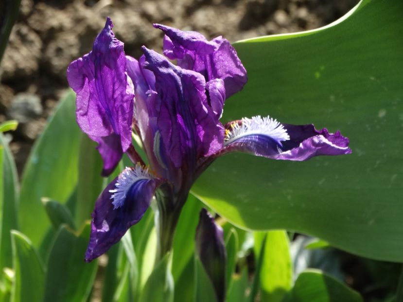  - Irisi 2015-2016-2017-2018