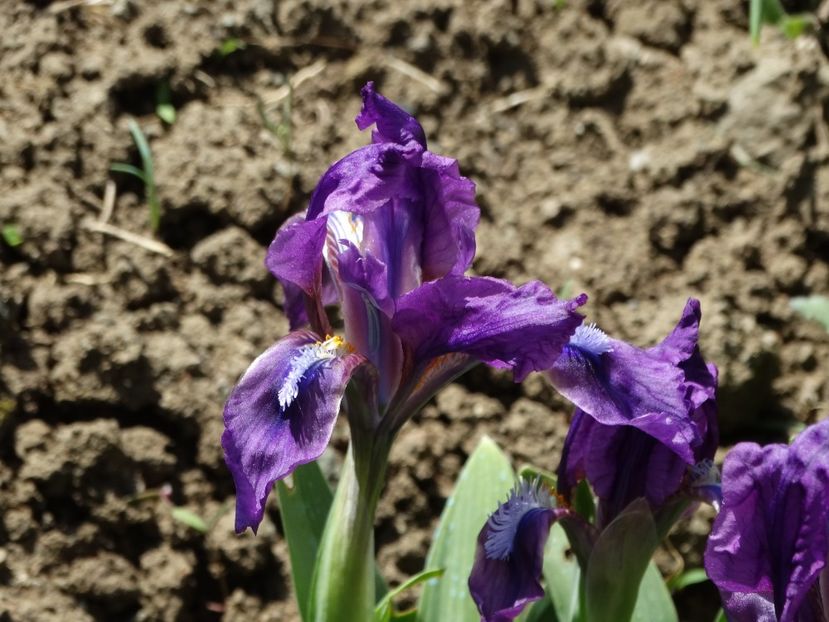  - Irisi 2015-2016-2017-2018