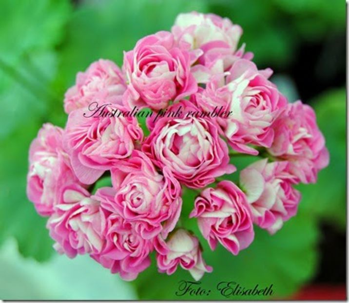 australian pink-rez - provizoriu