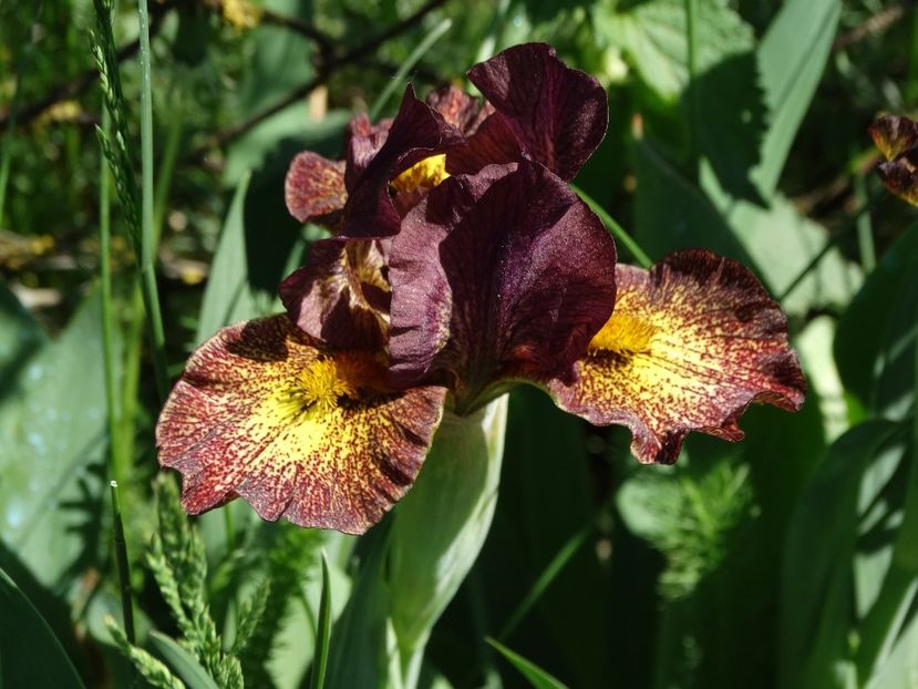  - Irisi 2015-2016-2017-2018