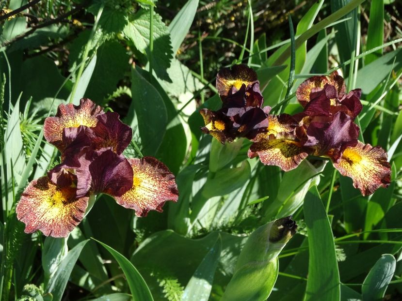  - Irisi 2015-2016-2017-2018