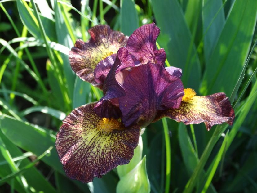  - Irisi 2015-2016-2017-2018