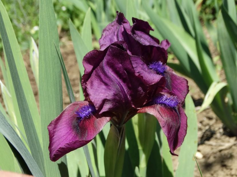  - Irisi 2015-2016-2017-2018