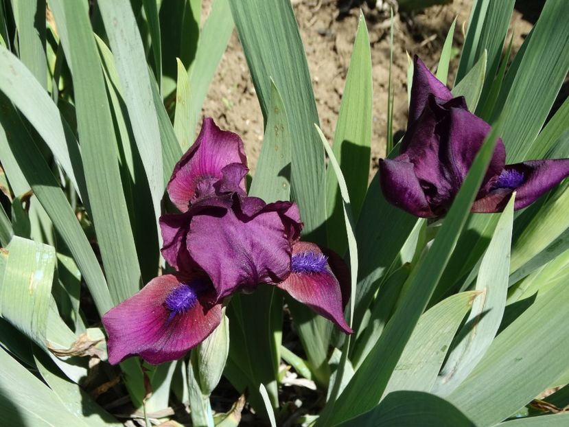  - Irisi 2015-2016-2017-2018