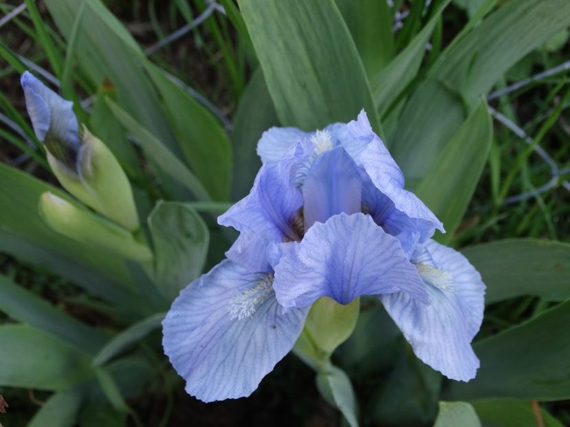  - Irisi 2015-2016-2017-2018