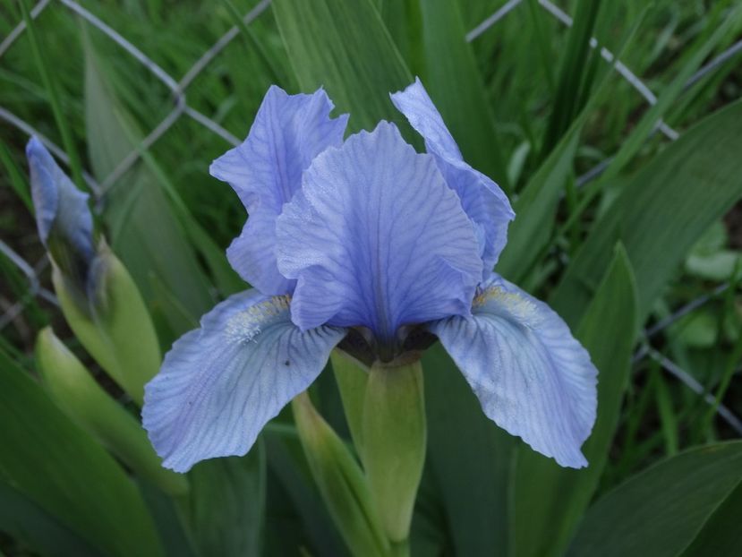  - Irisi 2015-2016-2017-2018