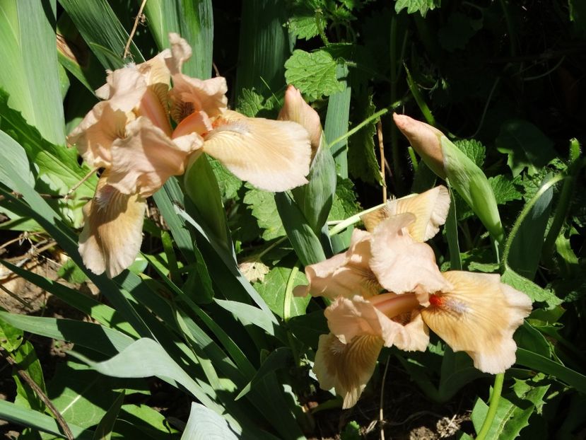  - Irisi 2015-2016-2017-2018