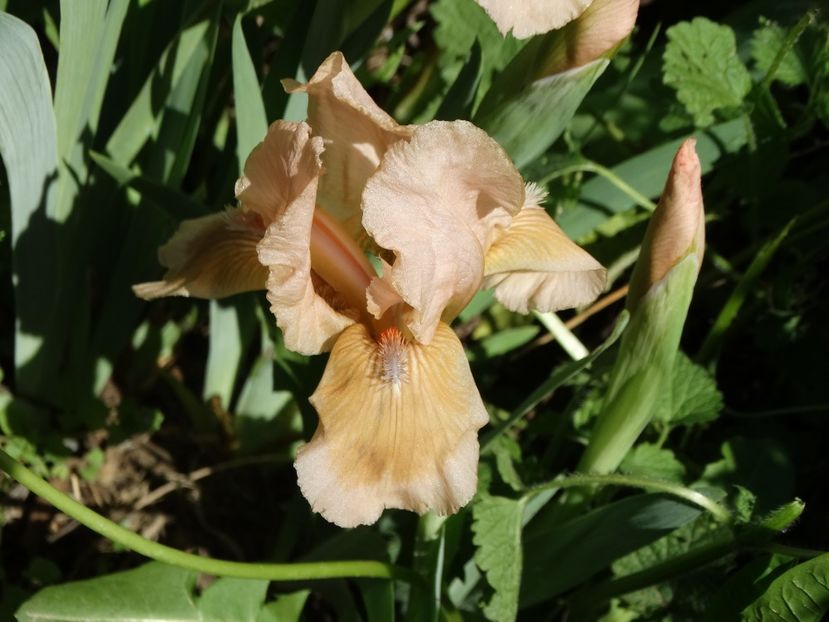  - Irisi 2015-2016-2017-2018