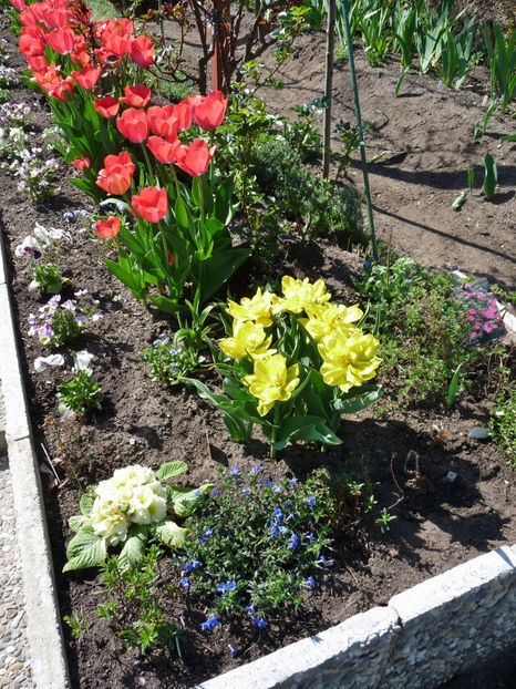  - 2018 - 01 - Primavara