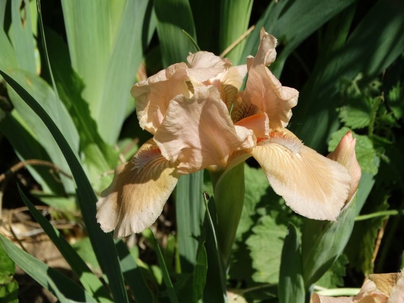  - Irisi 2015-2016-2017-2018