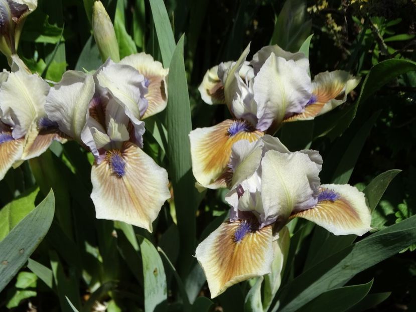  - Irisi 2015-2016-2017-2018