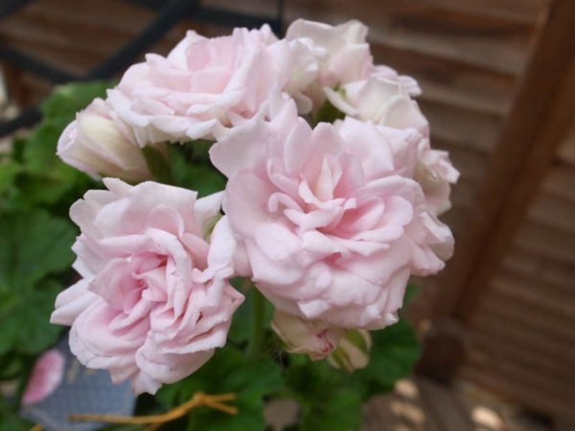milfred rose-rez - provizoriu