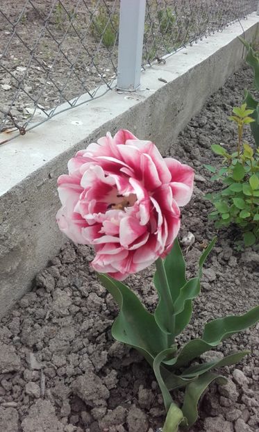  - Flori din gradina