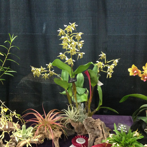  - 2018 Ottawa Orchid show