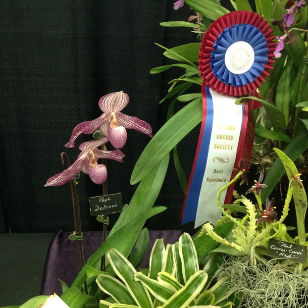  - 2018 Ottawa Orchid show