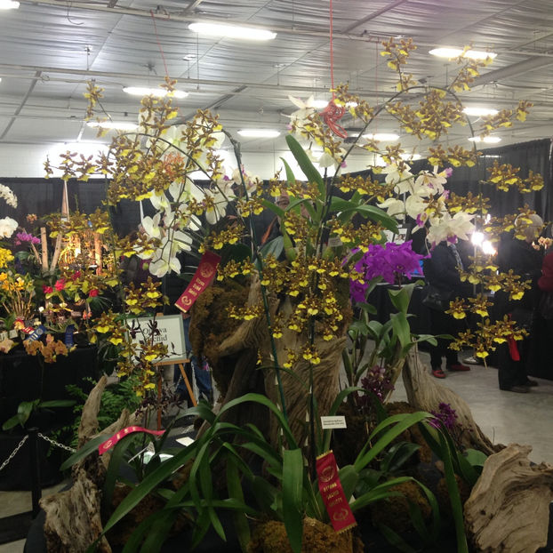  - 2018 Ottawa Orchid show
