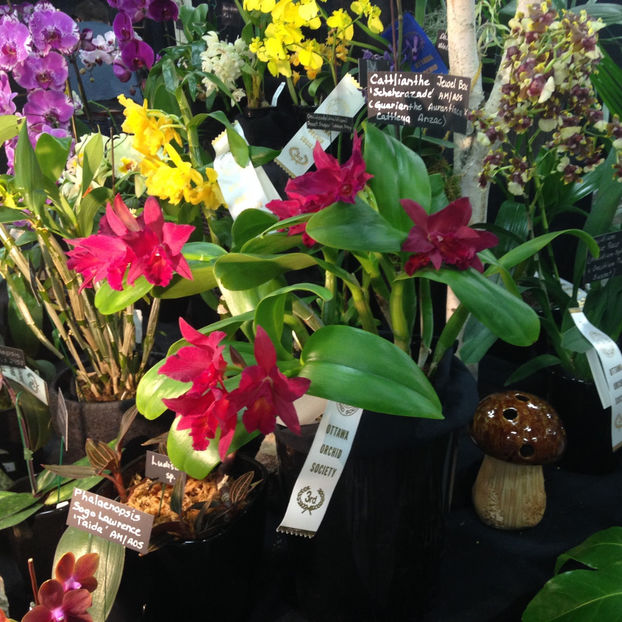  - 2018 Ottawa Orchid show