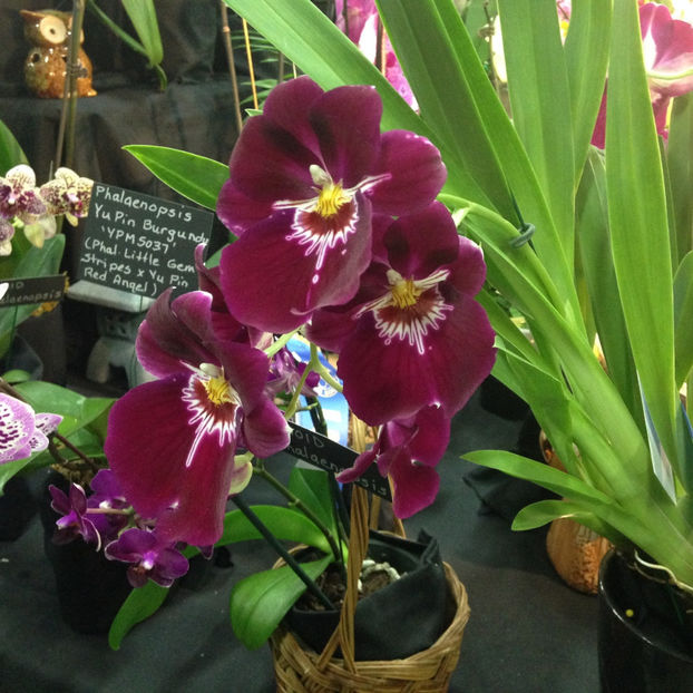  - 2018 Ottawa Orchid show