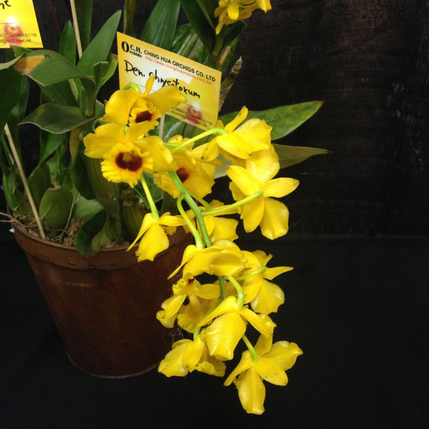  - 2018 Ottawa Orchid show