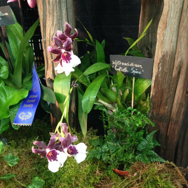  - 2018 Ottawa Orchid show