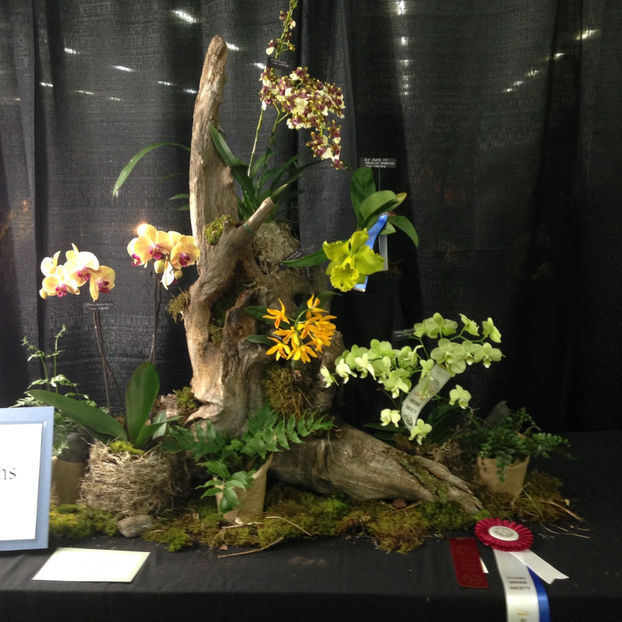  - 2018 Ottawa Orchid show