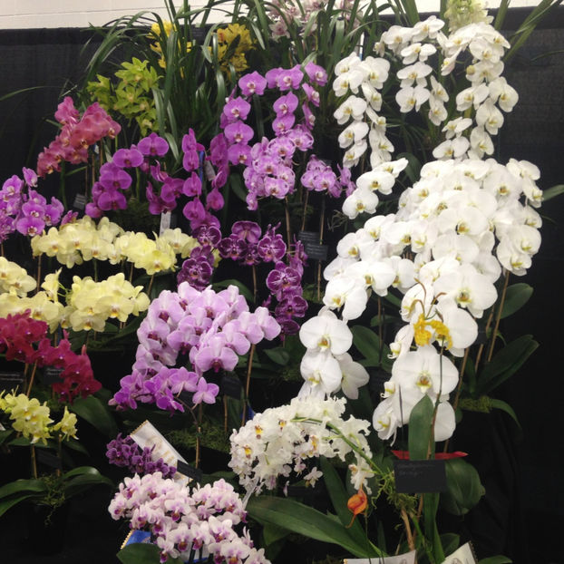  - 2018 Ottawa Orchid show