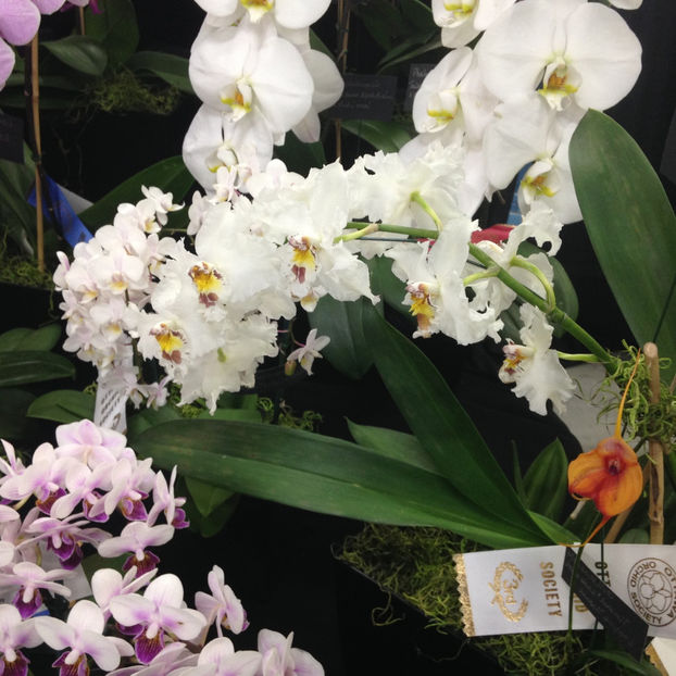  - 2018 Ottawa Orchid show