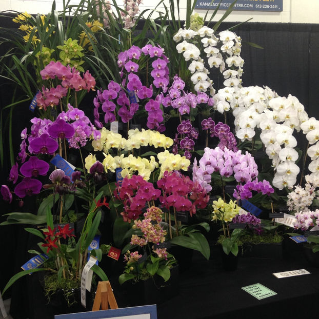  - 2018 Ottawa Orchid show