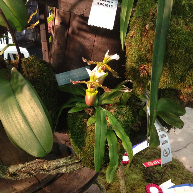  - 2018 Ottawa Orchid show