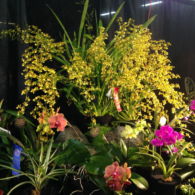  - 2018 Ottawa Orchid show