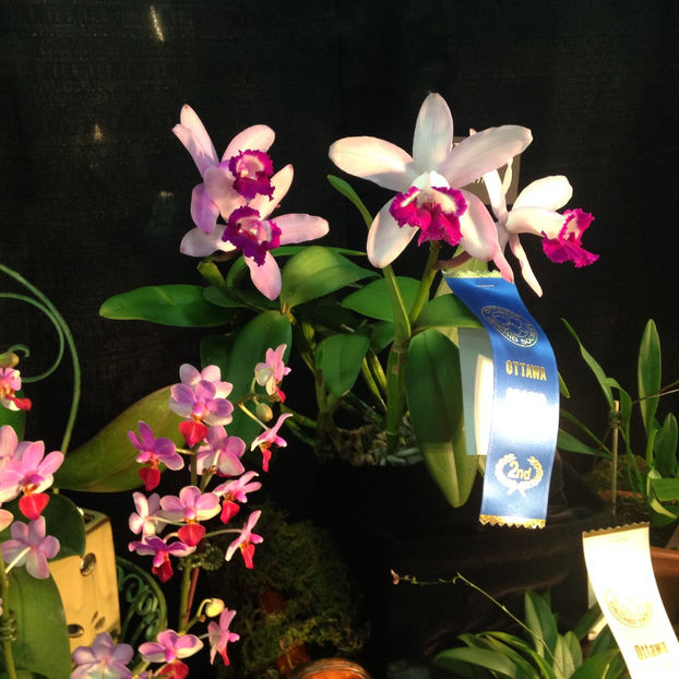 - 2018 Ottawa Orchid show