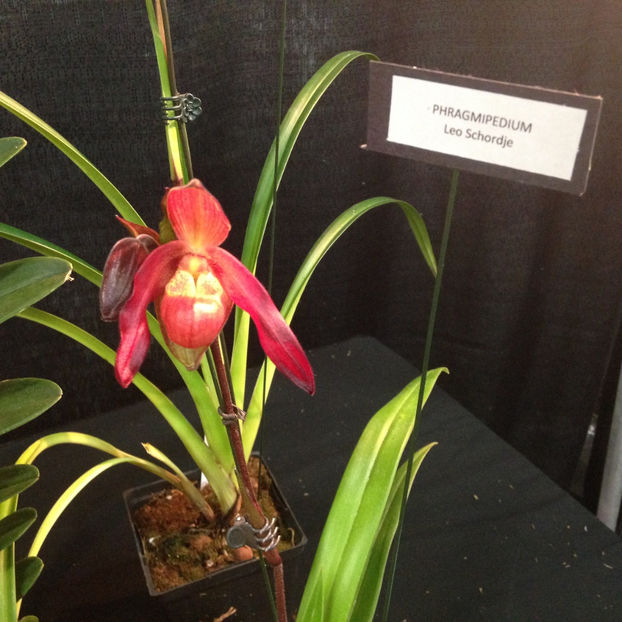  - 2018 Ottawa Orchid show