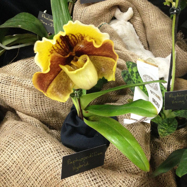  - 2018 Ottawa Orchid show
