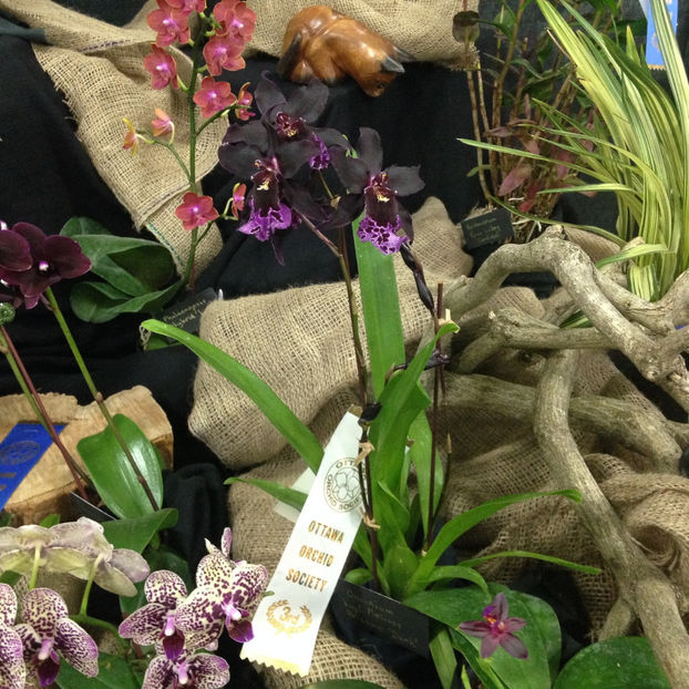  - 2018 Ottawa Orchid show