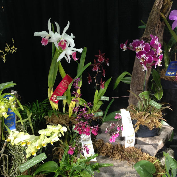  - 2018 Ottawa Orchid show