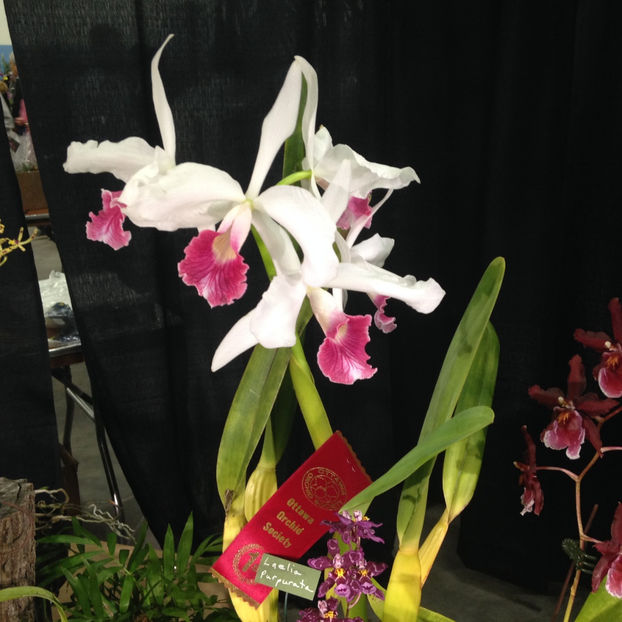 - 2018 Ottawa Orchid show