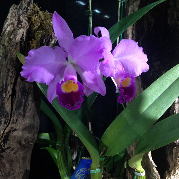  - 2018 Ottawa Orchid show