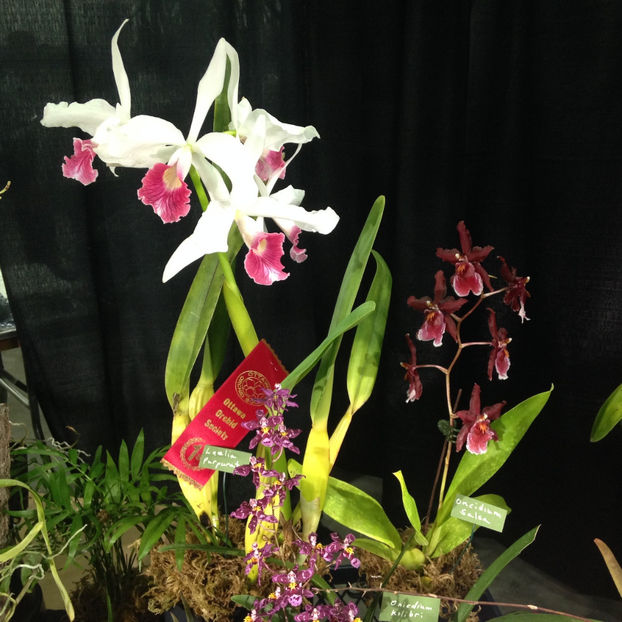  - 2018 Ottawa Orchid show