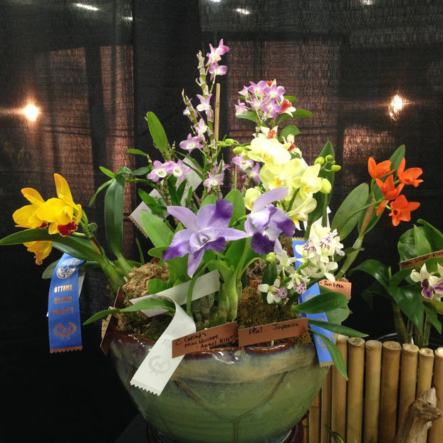  - 2018 Ottawa Orchid show