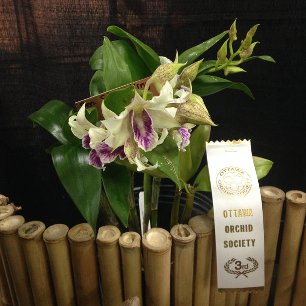  - 2018 Ottawa Orchid show