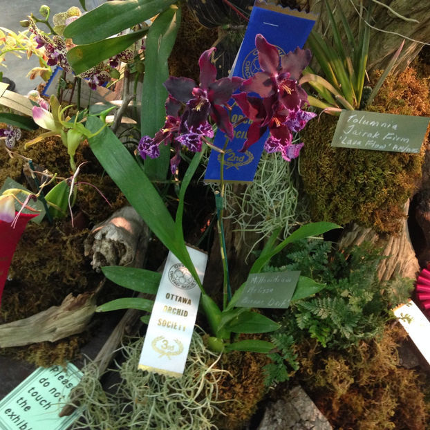  - 2018 Ottawa Orchid show