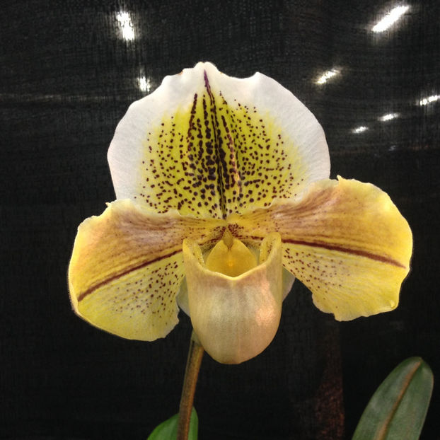  - 2018 Ottawa Orchid show