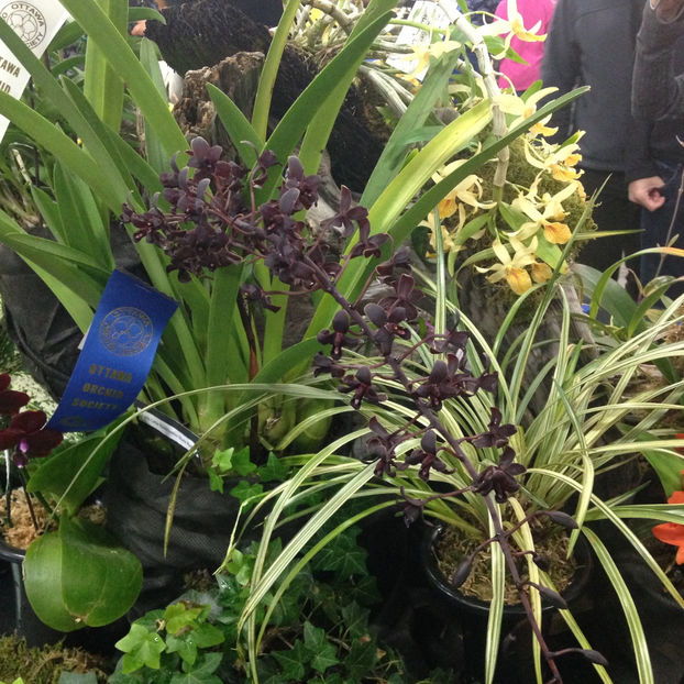  - 2018 Ottawa Orchid show