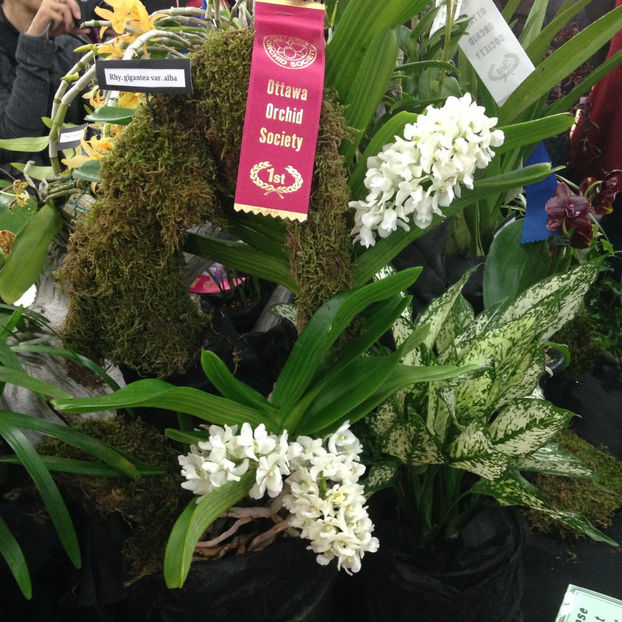  - 2018 Ottawa Orchid show