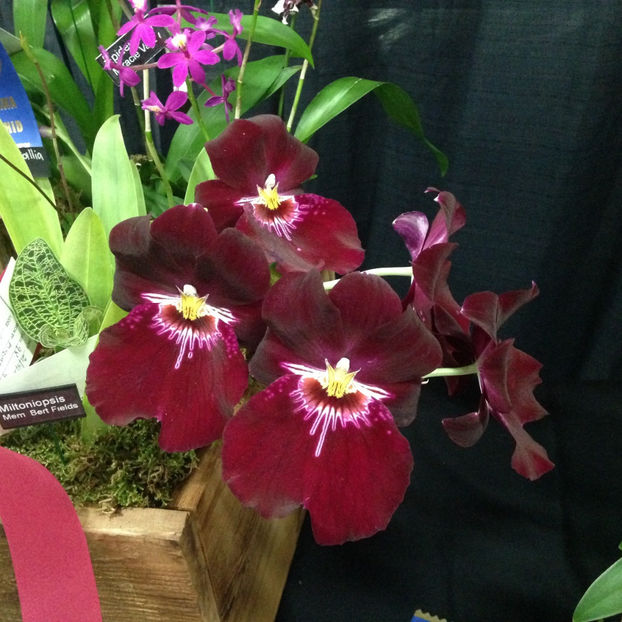  - 2018 Ottawa Orchid show