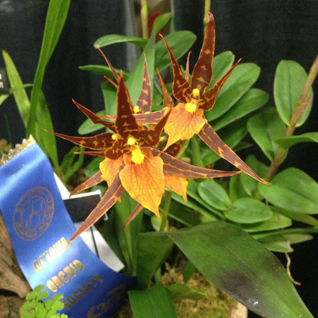  - 2018 Ottawa Orchid show