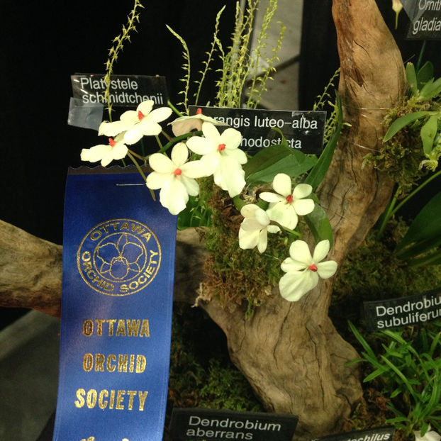  - 2018 Ottawa Orchid show